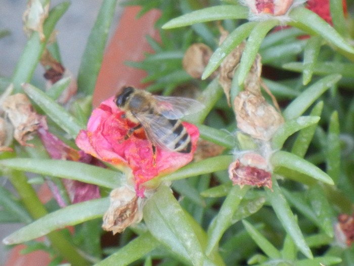 Bee on Portulaca (2012, July 25) - BEES and BUMBLEBEES