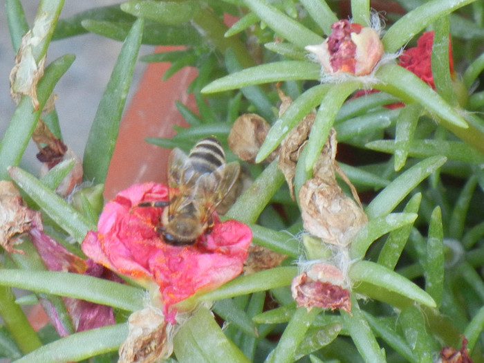 Bee on Portulaca (2012, July 25)