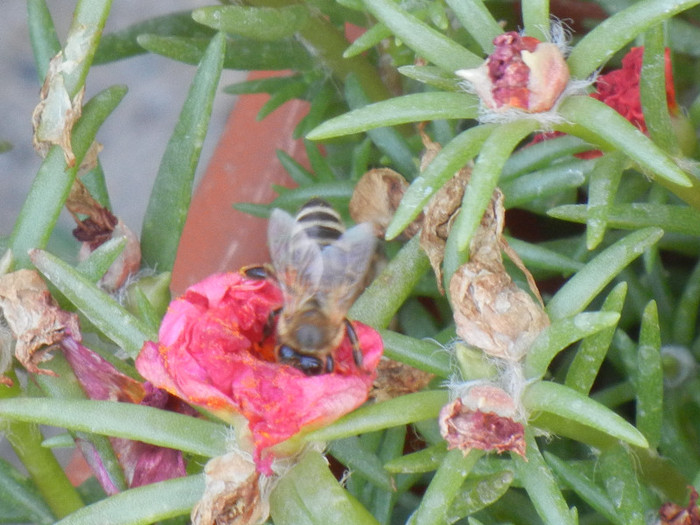 Bee on Portulaca (2012, July 25)