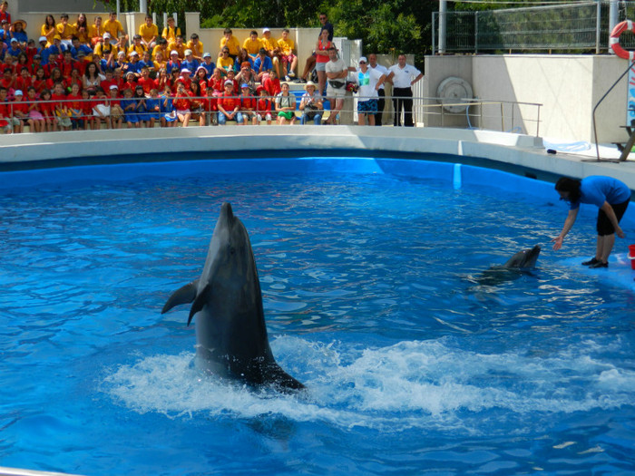 DSCN8409 - DELFINARIU