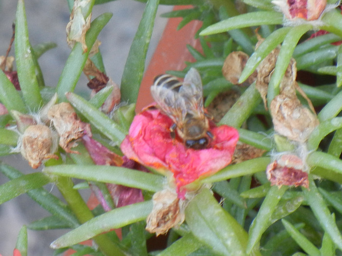Bee on Portulaca (2012, July 25)