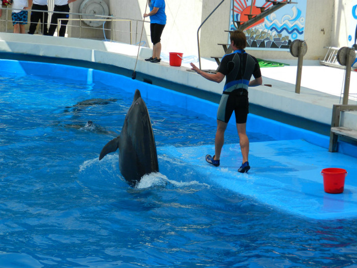 DSCN8422 - DELFINARIU