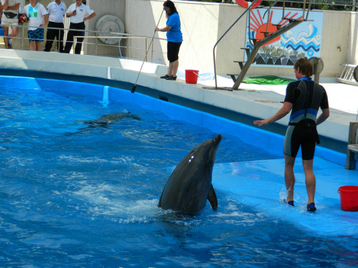DSCN8423 - DELFINARIU