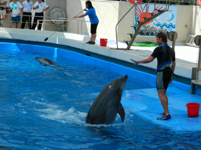DSCN8424 - DELFINARIU