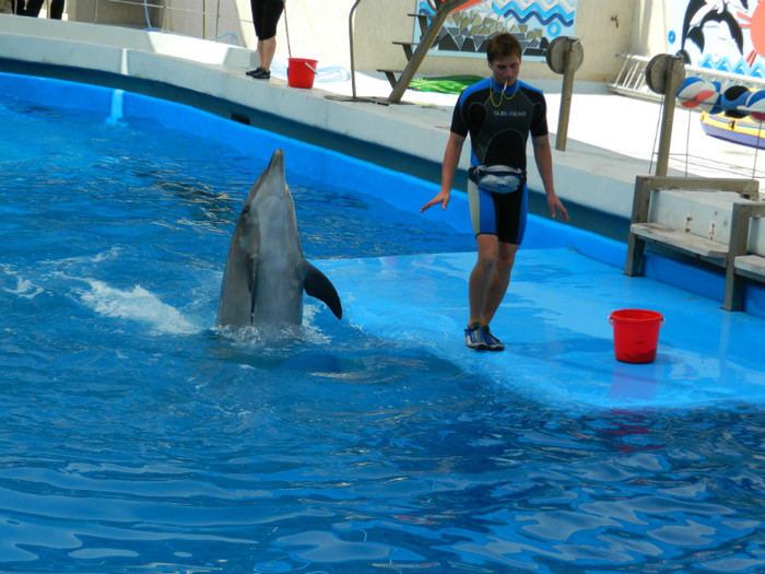 DSCN8425 - DELFINARIU