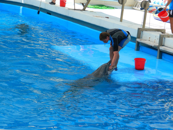 DSCN8427 - DELFINARIU
