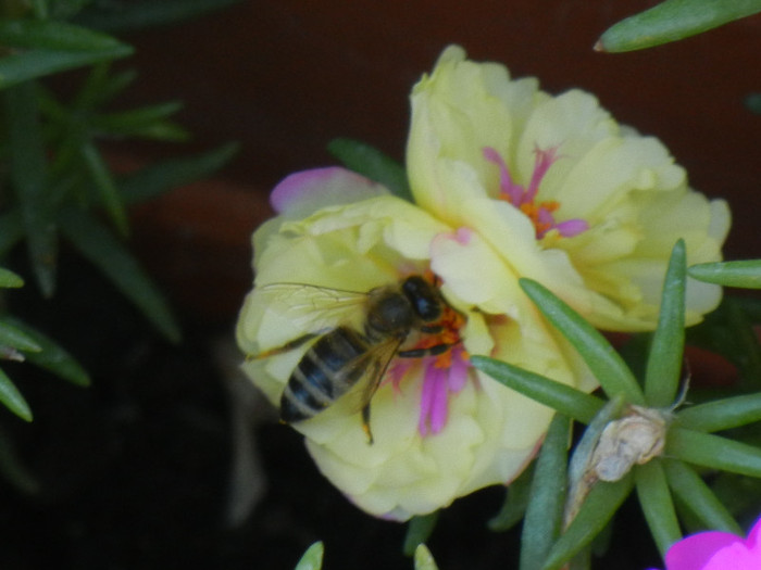 Bee on Portulaca (2012, July 25) - BEES and BUMBLEBEES