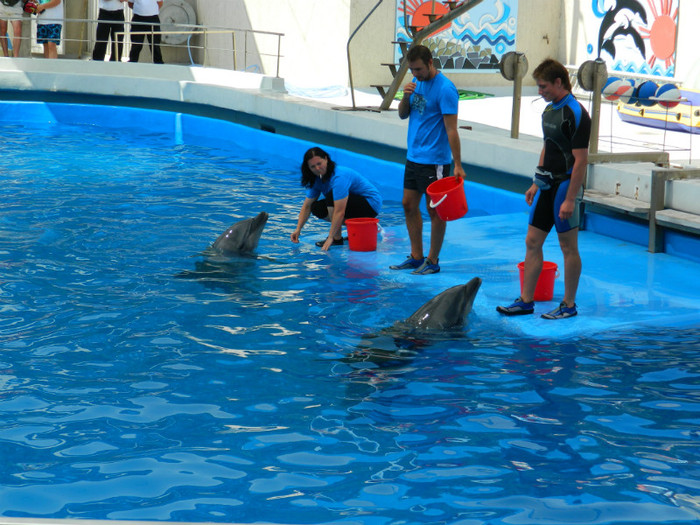 DSCN8457 - DELFINARIU