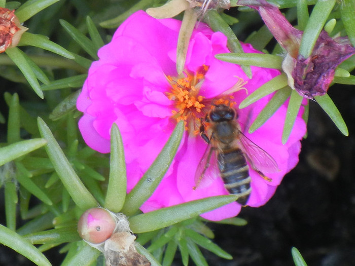 Bee on Portulaca (2012, July 25) - BEES and BUMBLEBEES
