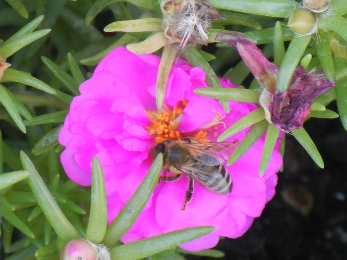 Bee on Portulaca (2012, July 25)