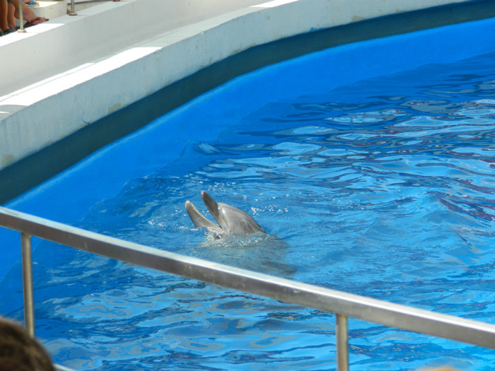 DSCN8469 - DELFINARIU
