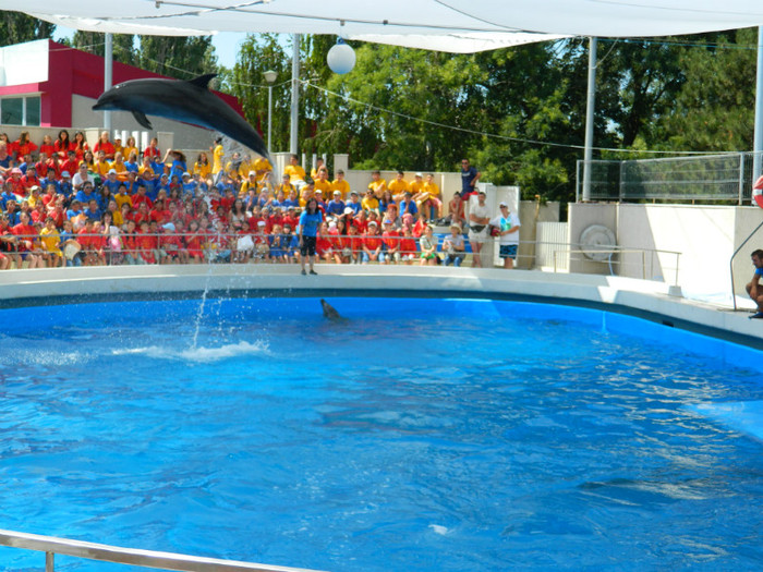 DSCN8487 - DELFINARIU