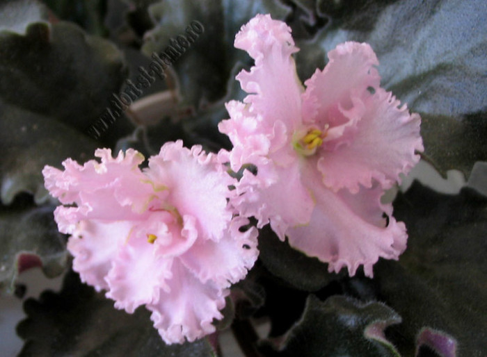 Saintpaulia Pink Lady - VIOLETE AFRICANE  - Saintpaulia