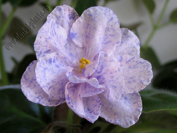 Saintpaulia RS-Morskaya Princessa 10 - VIOLETE AFRICANE  - Saintpaulia