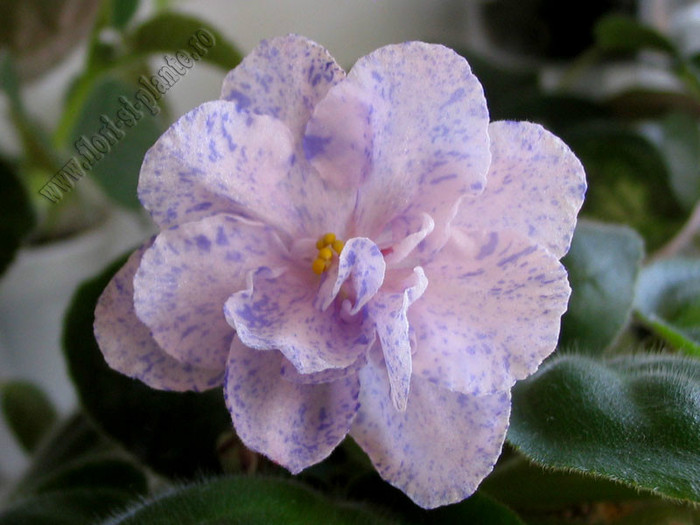 Saintpaulia RS-Morskaya Princessa 11; 2012
