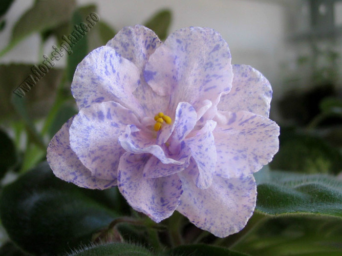 Saintpaulia RS-Morskaya Princessa 12 - VIOLETE AFRICANE  - Saintpaulia