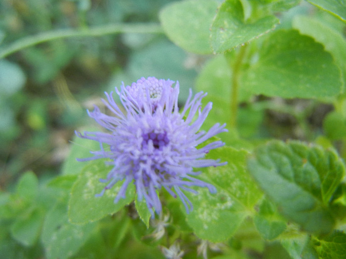 Ageratum houstonianum (2012, July 25) - AGERATUM Houstonianum