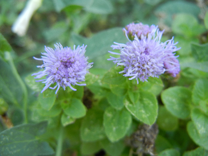 Ageratum houstonianum (2012, July 25)