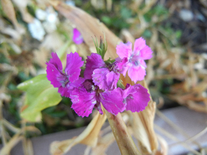 Dianthus barbatus (2012, July 24) - Dianthus Barbatus