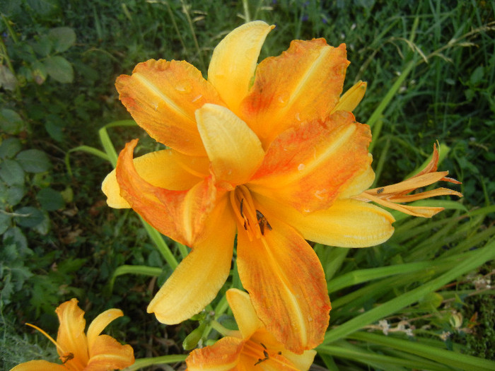 Hemerocallis Frans Hals (2012, July 24) - Hemerocallis Frans Hals