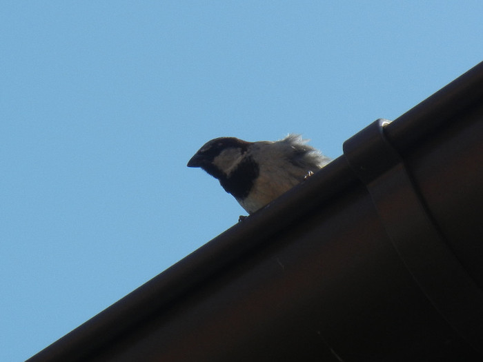 House Sparrow_Vrabiuta (2012, Jul.25) - House Sparrow_Vrabiuta