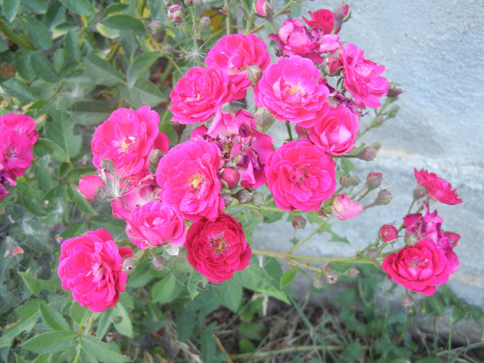 Rose Leipzig (2012, July 24) - Rose Leipzig