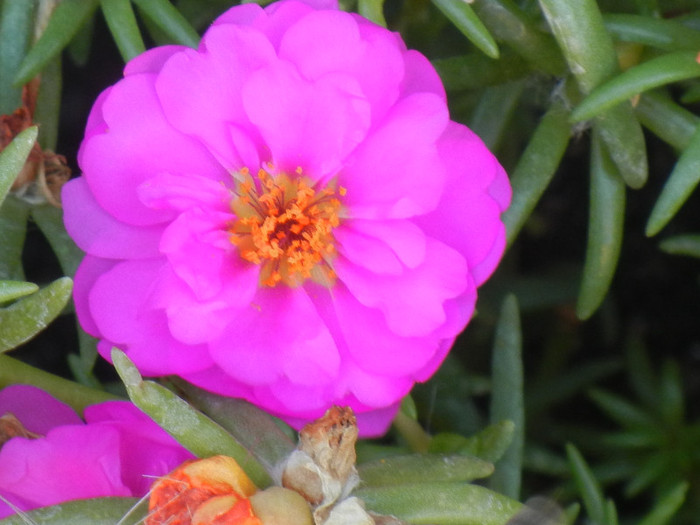 Portulaca grandiflora (2012, July 25) - PORTULACA Grandiflora