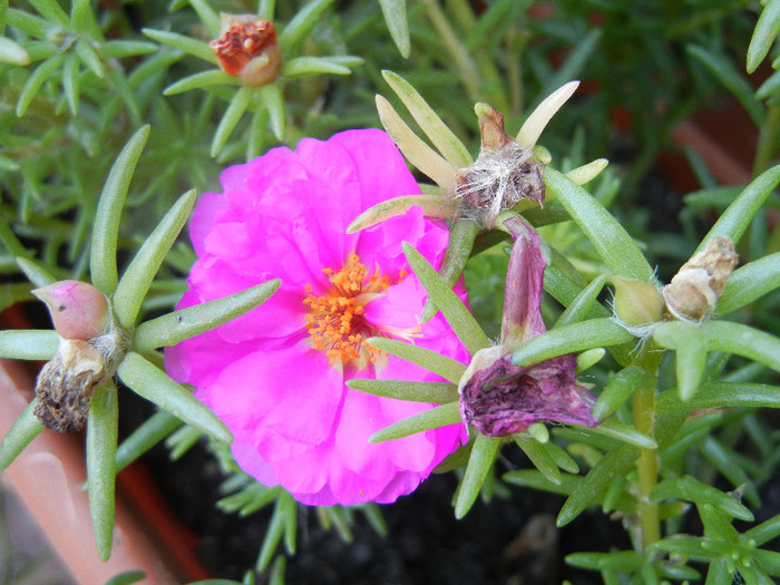 Portulaca grandiflora (2012, July 25) - PORTULACA Grandiflora