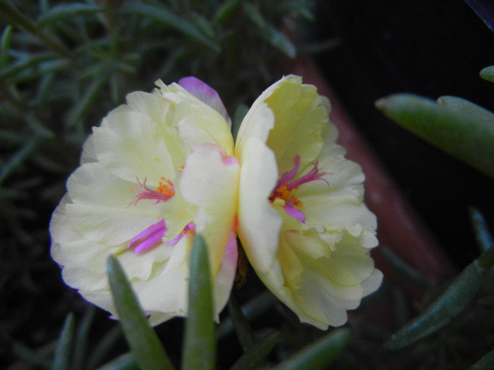 Portulaca grandiflora (2012, July 25) - PORTULACA Grandiflora