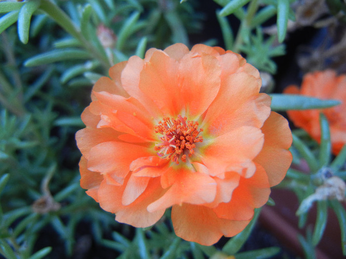 Portulaca grandiflora (2012, July 25) - PORTULACA Grandiflora
