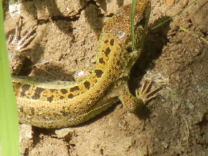 Yellow Grey lizard, 24jul2012