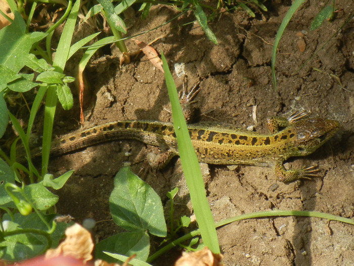 Guster, 24jul2012 - Yellow Grey lizard