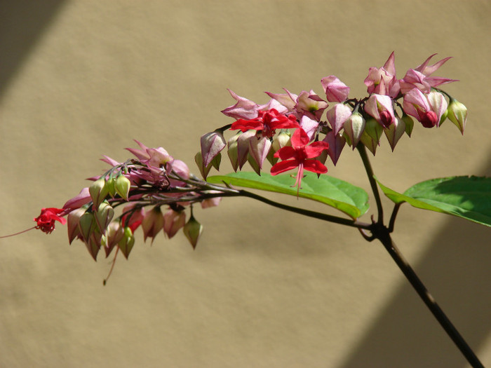 Clerodendron speciosum - Minunate prin ghivece