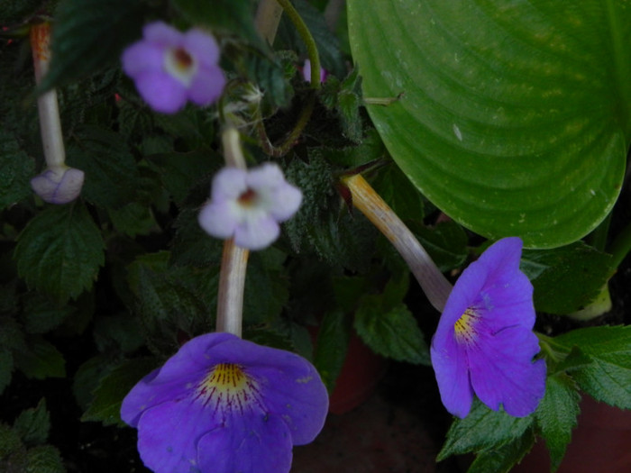 Achicodonia Dark star vs Achimenes rainbow