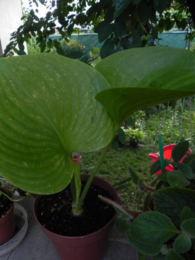  - Cardwell Lily Proiphys amboinensis