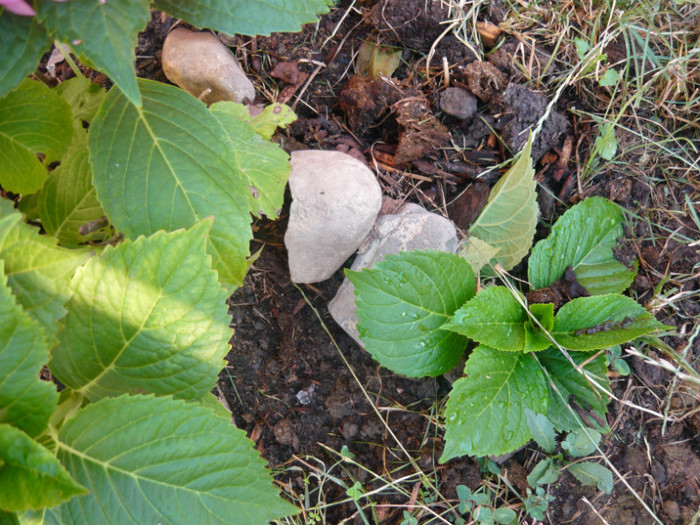 marcotare