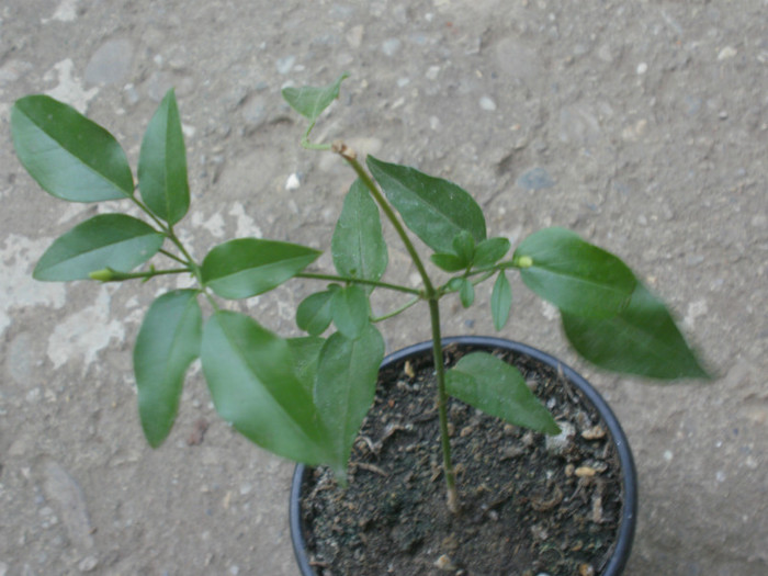  - Plante