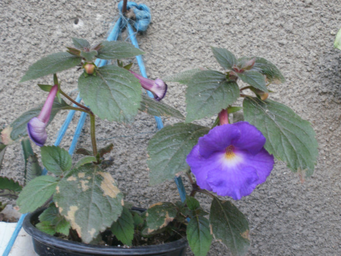  - Plante