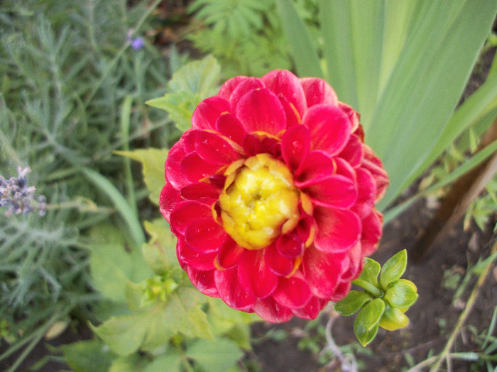 100_1797 - dalii 2012