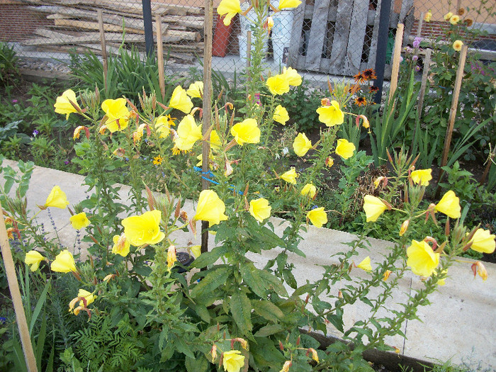 100_1795 - oenothera 2012
