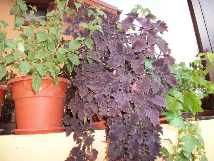 100_1906 - coleus