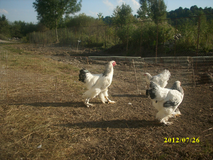 BRAHMA HERMINAT DESCHIS - PUI BRAHMA COCHINCHINA ORPINGTON 2012