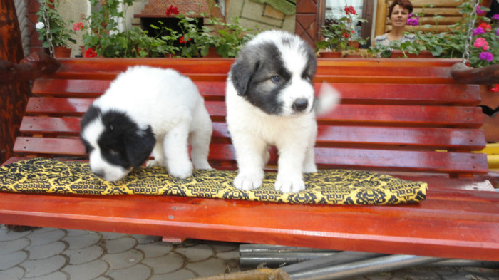 vanduti - catei ciobanesc de bucovina