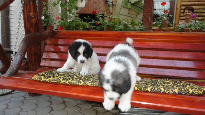 DSC01286 - catei ciobanesc de bucovina