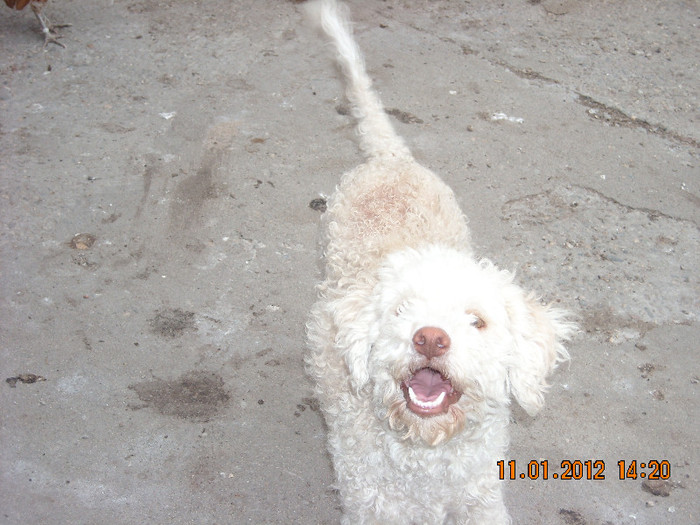 DSCN0871 - Ciinele Meu Lagotto