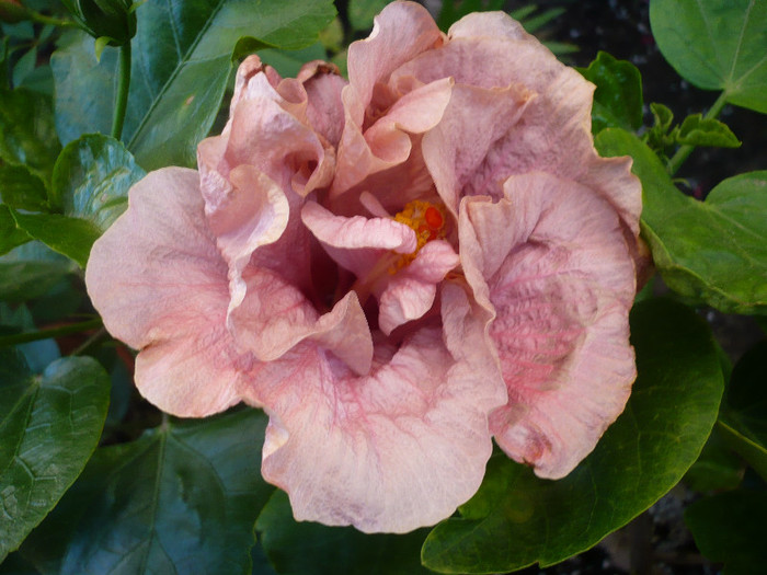 P1160261