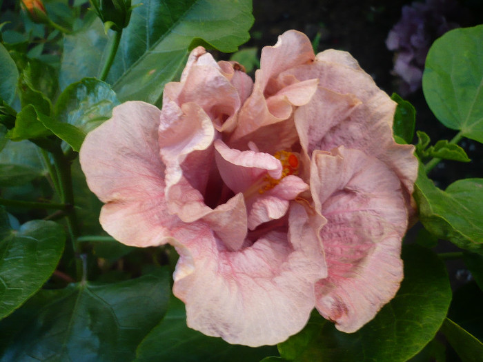 P1160263