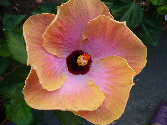 P1160270