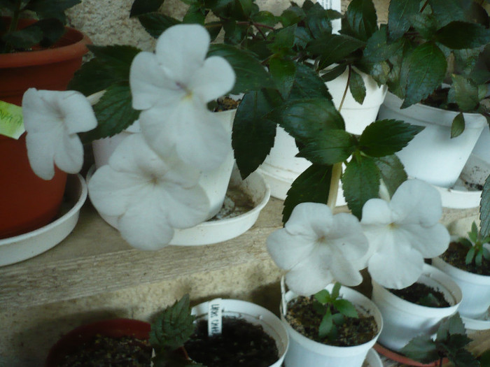 P1160294 - zzz-ACHIMENES 2012-iesiti din colectie