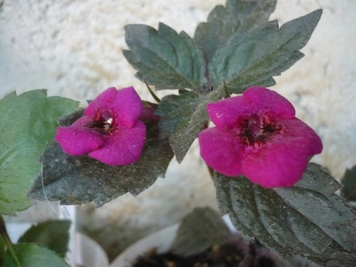 P1160301 - zzz-ACHIMENES 2012-iesiti din colectie